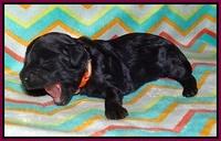 Jetta Banks pups 1 wk old 171