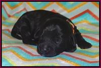 Jetta Banks pups 1 wk old 181