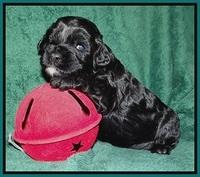Keil family: Kona