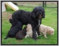 Jetta Benz pups 5 wks old 541
