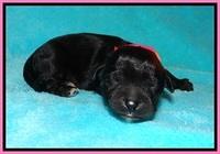 Jetta Benz Newborn pups 14