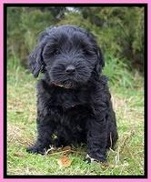 Jetta Benz pups 7 wks old21