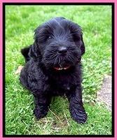 Jetta Benz pups 7 wks old31