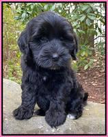 Jetta Benz pups almost 8 wks old21