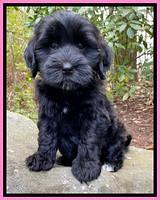 Jetta Benz pups almost 8 wks old41