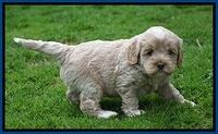 Jetta Benz pups 5 wks old 101
