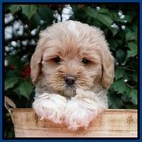 Jetta Benz pups 6 wks old 61