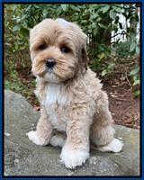 Jetta Benz pups almost 8 wks old61