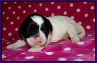 Jetta BEnz 2 wks old 51