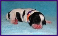 Jetta Benz Newborn pups 34