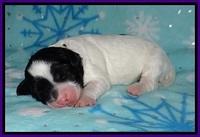 Jetta Benz pups 1 wk old 41