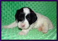 Jetta Benz pups 3 wks old 71