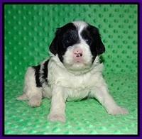 Jetta Benz pups 3 wks old 81