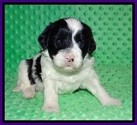 Jetta Benz pups 3 wks old 91