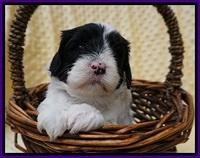 Jetta Benz pups 4 wks old 101
