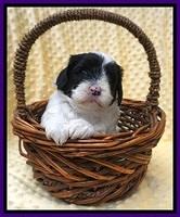 Jetta Benz pups 4 wks old 91