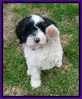 Jetta Benz pups 7 wks old131