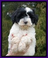 Jetta Benz pups 7 wks old91