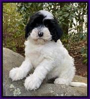 Jetta Benz pups almost 8 wks old101