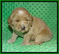 Jetta Benz pups 3 wks old 101