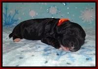 Jetta Benz pups 1 wk old 81
