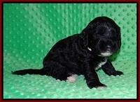 Jetta Benz pups 3 wks old 131