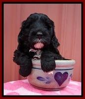 Jetta Benz pups 5 wks old 231