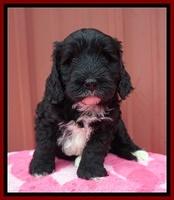 Jetta Benz pups 5 wks old 281