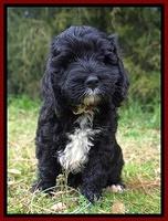 Jetta Benz pups 7 wks old181