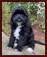 Jetta Benz pups almost 8 wks old151