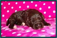 Jetta BEnz 2 wks old 101