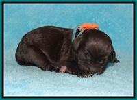 Jetta Benz Newborn pups 74