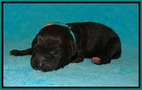Jetta Benz Newborn pups 84