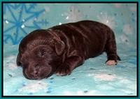 Jetta Benz pups 1 wk old 61