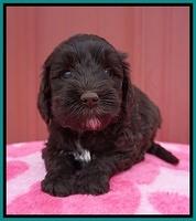 Jetta Benz pups 5 wks old 301