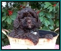 Jetta Benz pups 6 wks old 201