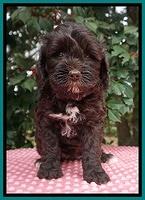 Jetta Benz pups 6 wks old 221