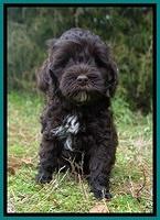 Jetta Benz pups 7 wks old211