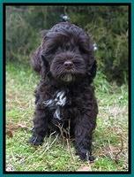 Jetta Benz pups 7 wks old221