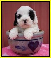 Jetta Benz pups 5 wks old 361