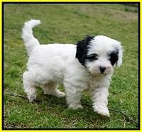 Jetta Benz pups 7 wks old231