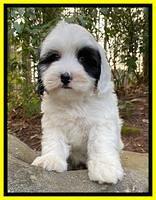 Jetta Benz pups almost 8 wks old231