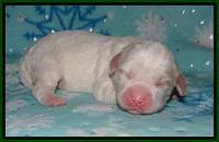 Jetta Benz pups 1 wk old 101