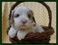 Jetta Benz pups 4 wks old 251