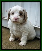 Jetta Benz pups 5 wks old 451