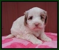 Jetta Benz pups 5 wks old 491