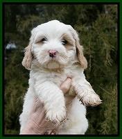 Jetta Benz pups 7 wks old291