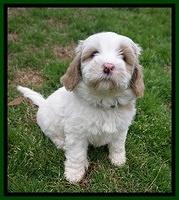 Jetta Benz pups 7 wks old311