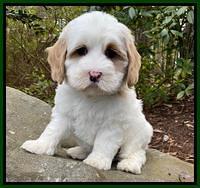 Jetta Benz pups almost 8 wks old261