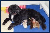 Jetta Newborn with Parson 2